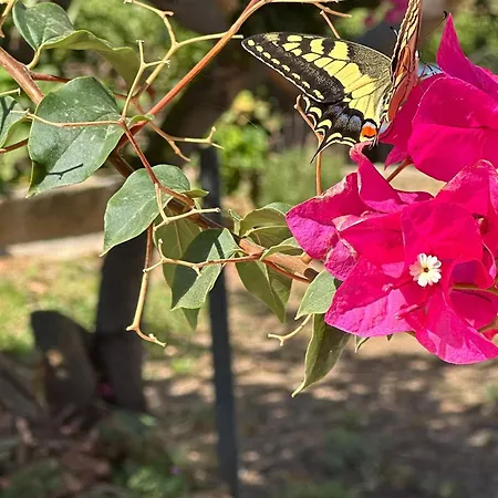 בית נופש La Casa Di Bilici