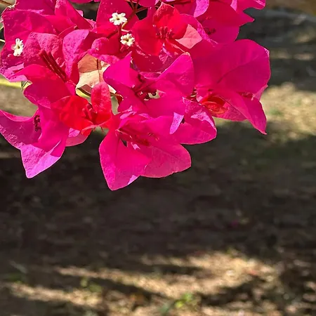 בית נופש La Casa Di Bilici *